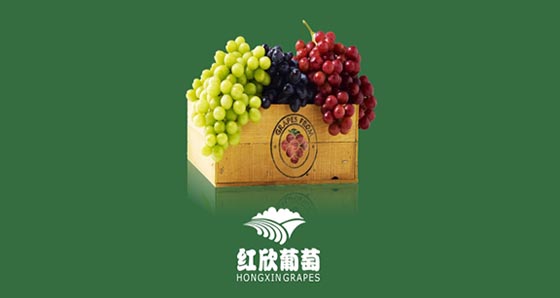 徐州红欣葡萄种植农业合作社三折页